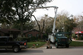 Jacksonville Tree Trimming