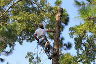 Jacksonville Tree Trimming