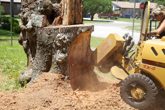 Jacksonville Stump Removal